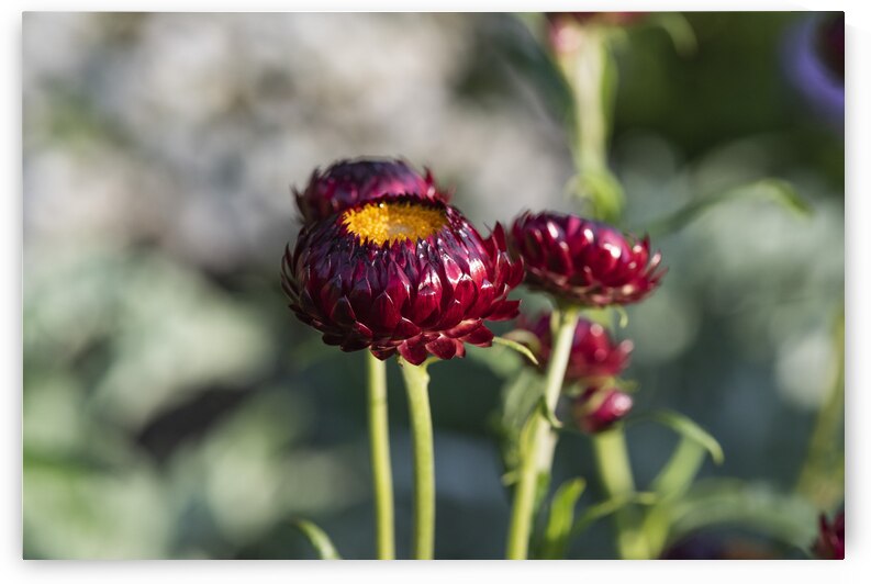 Immortel rouge macro by Melissa Lefebvre