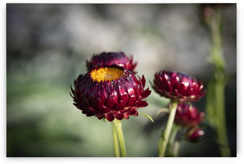  Immortelle a bracteesfleur by Melissa Lefebvre