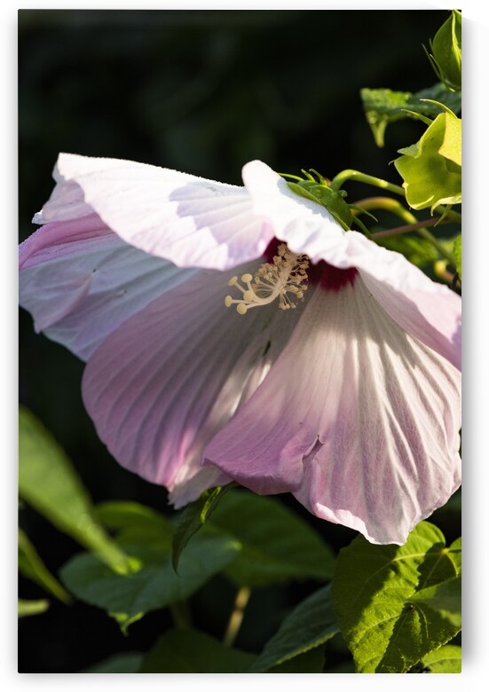 Hibiscus rose by Melissa Lefebvre