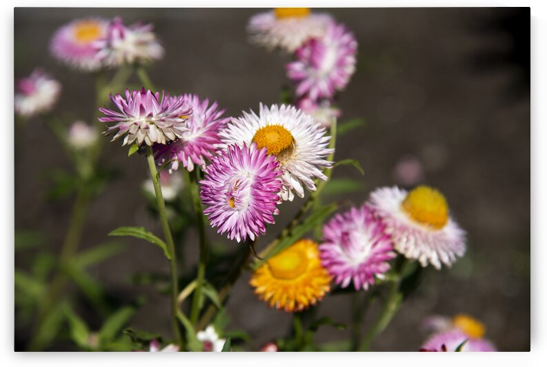 Immortel by Melissa Lefebvre