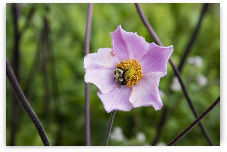 Anemone avec abeille by Melissa Lefebvre