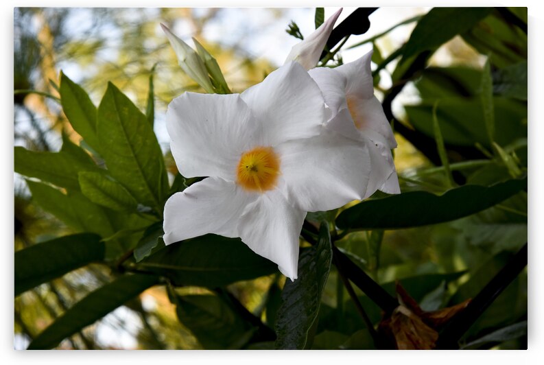 Jolie fleurs blanche inconnu by Melissa Lefebvre