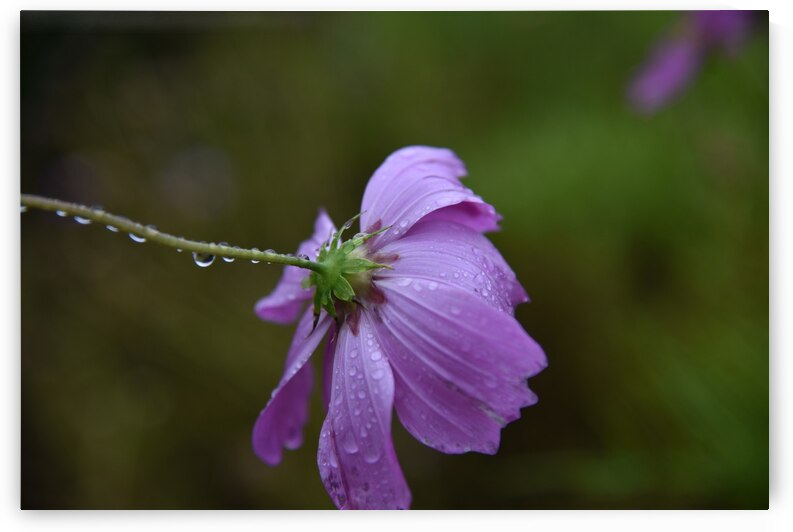 Fleurs qui pleure by Melissa Lefebvre