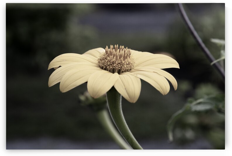 Tournesol style desature by Melissa Lefebvre