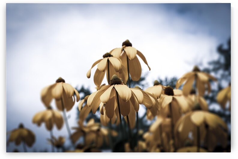 Champs de tournesol by Melissa Lefebvre