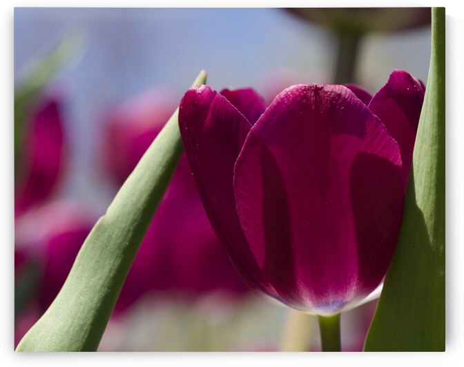 Oh Sunny Day by Suzanne Bonin