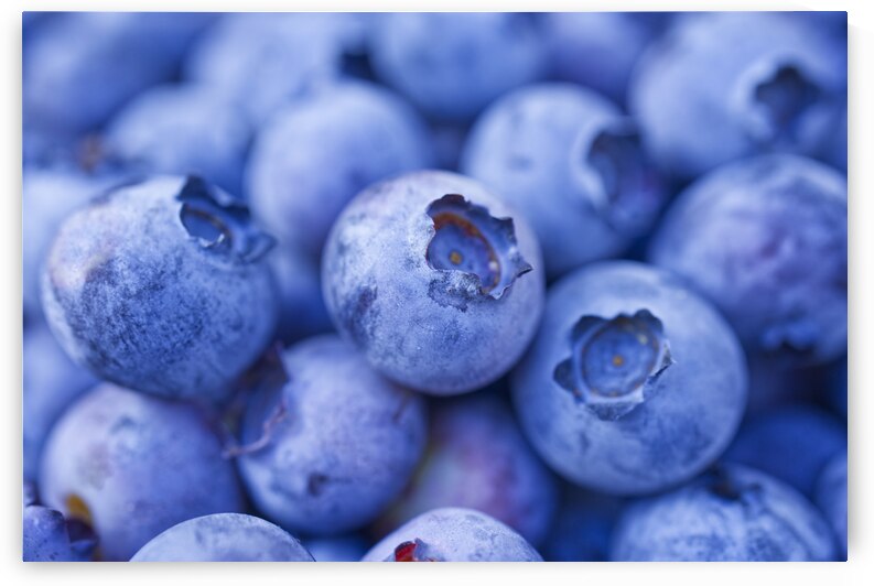 Freshly Picked Blueberry II by Iris H Richardson