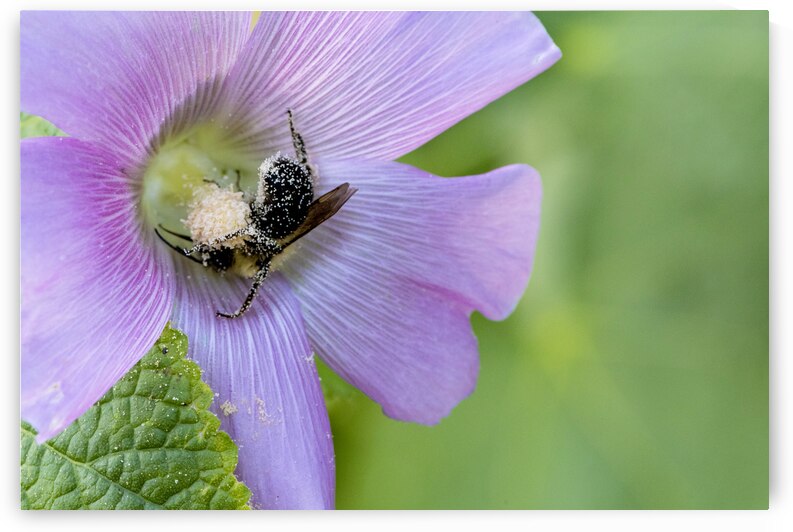 Natures Worker: Macro Image of Pollen-Covered Bee on Hibiscus by Melissa Lefebvre