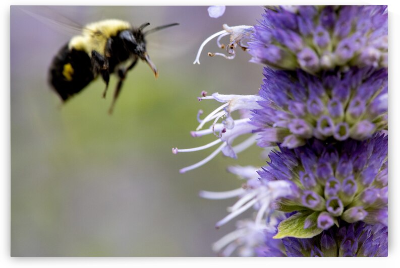 Purple Attraction: Macro Image of Bee Near Lavender by Melissa Lefebvre