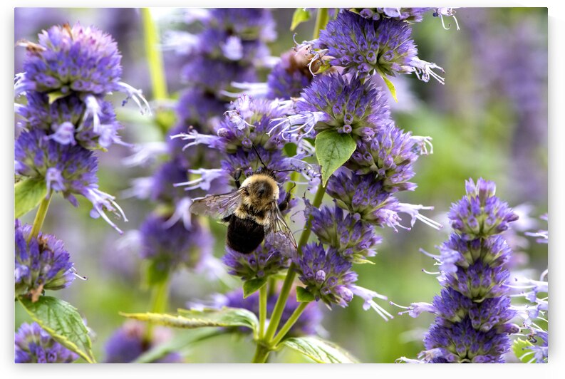 Purple Pollination: Macro Image of Bee on Lavender by Melissa Lefebvre