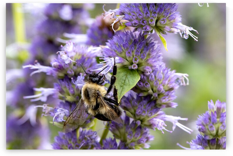  Lavender Feast: Bee on Lavender Flowers Macro Shot by Melissa Lefebvre