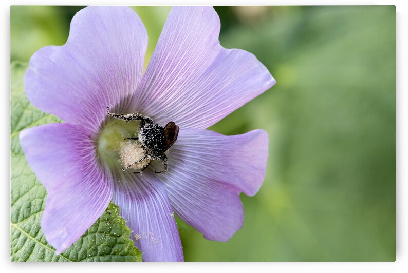  Pollen Collector: Close-Up of Bee on Pink Hibiscus by Melissa Lefebvre