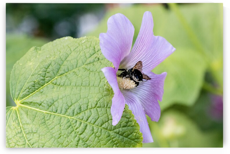 Natures Harmony: Macro Image of Bee on Hibiscus by Melissa Lefebvre