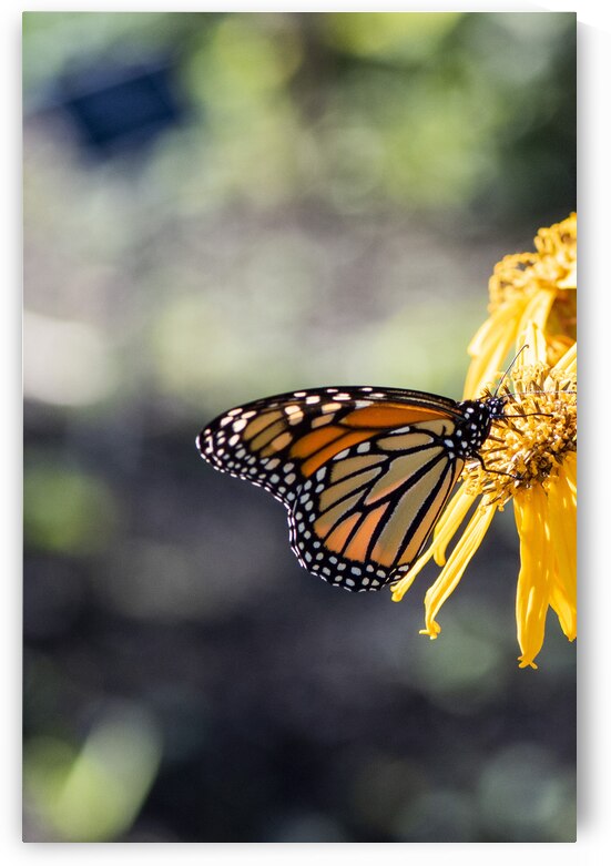  Monarch Majesty: Side View of Closed-Wing Butterfly by Melissa Lefebvre