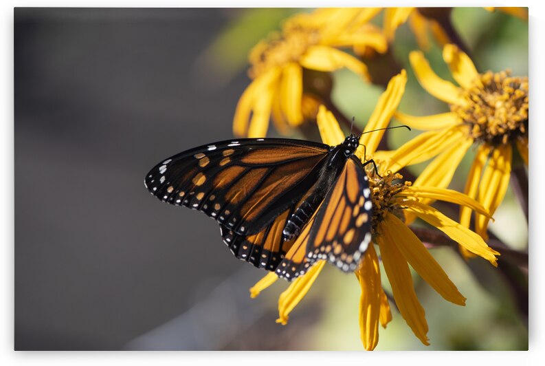 Floral Rest: Monarch Butterfly on Blooms Macro Shot by Melissa Lefebvre