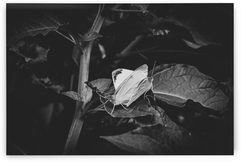 Monochrome Intimacy: Mating Butterflies in Black and White by Melissa Lefebvre