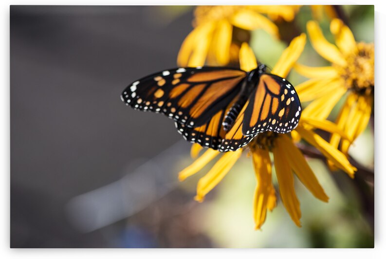 Monarch Majesty: Top View Macro Shot by Melissa Lefebvre
