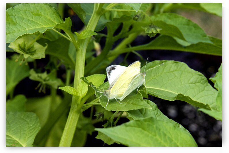 Natures Intimacy: White Butterflies Mating on Green Leaf by Melissa Lefebvre
