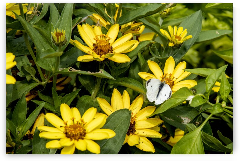 Sunflower Frolic: White Butterfly on Sunflowers by Melissa Lefebvre