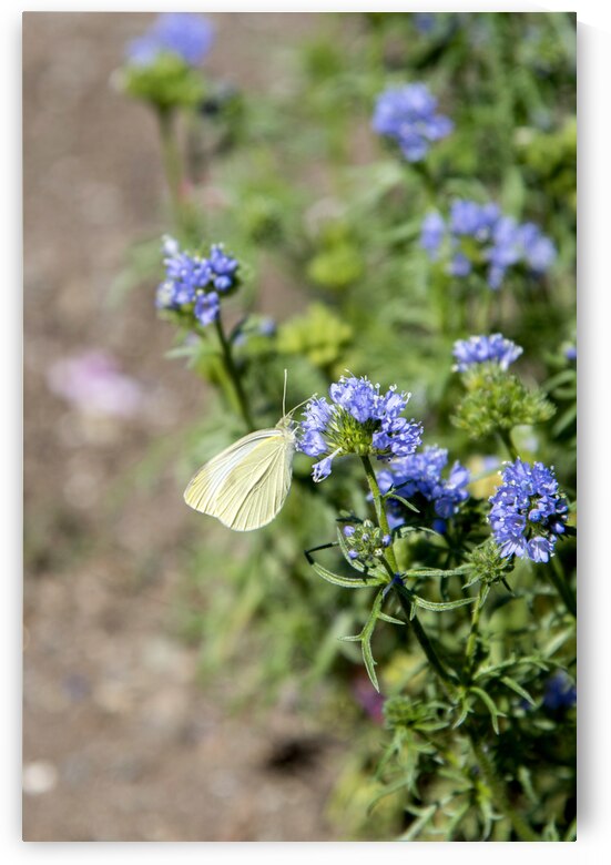 Natures Delight: Butterfly and Purple Flowers by Melissa Lefebvre