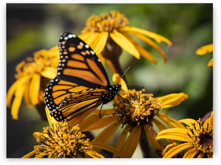 Macro Majesty: Top View of Open-Winged Monarch Butterfly by Melissa Lefebvre