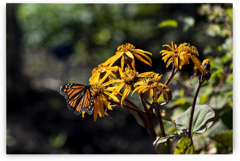 Distant Monarch: Butterfly on Yellow Flowers by Melissa Lefebvre
