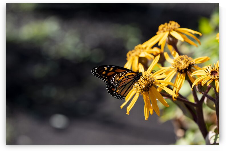 Macro Majesty: Monarch Butterfly and Flowers 2 by Melissa Lefebvre