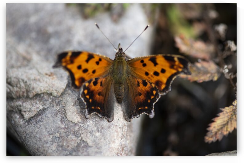 Resting Radiance: Orange-Winged Butterfly on Grey Rock by Melissa Lefebvre