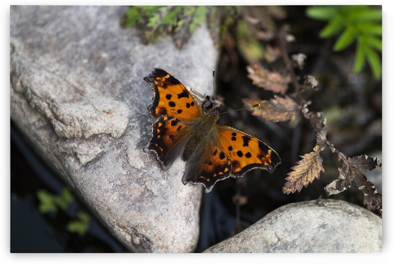 Macro Serenity: Butterfly on Rock by Melissa Lefebvre