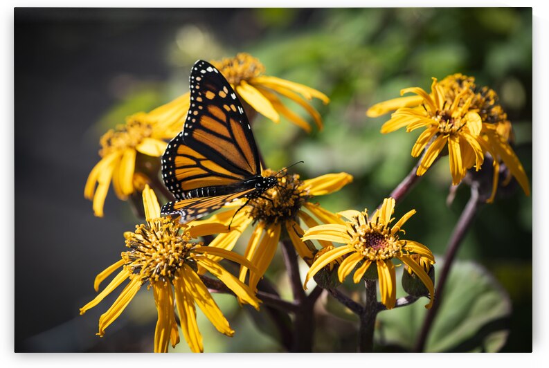 Monarch Unveiled: Open-Winged Butterfly on Flowers by Melissa Lefebvre