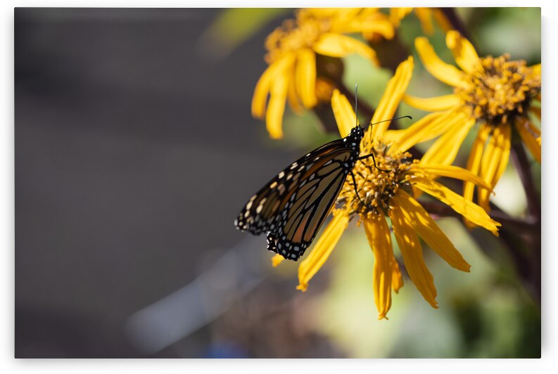 Monarch Majesty: Butterfly on Yellow Flower by Melissa Lefebvre