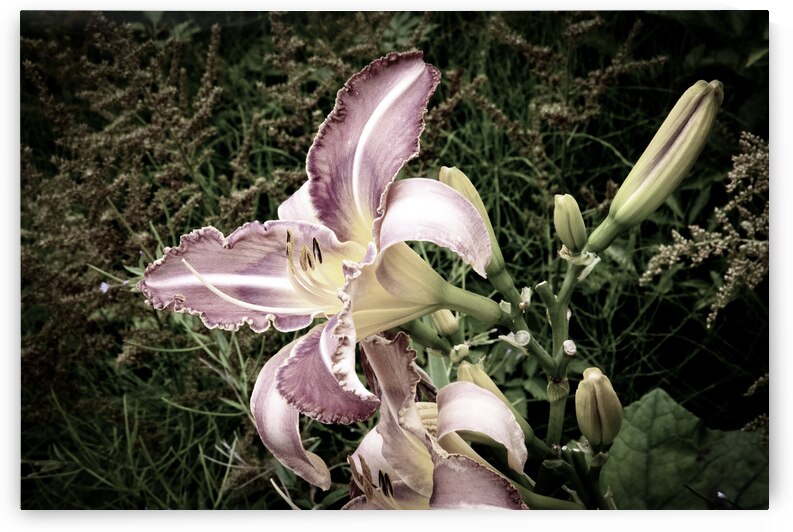 Desaturated Elegance: Lys Photograph by Melissa Lefebvre