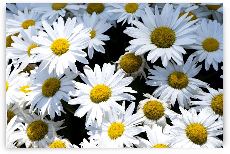 Harmonie naturelle : Decouvrez la delicatesse dun tapis de marguerites blanches en macro by Melissa Lefebvre