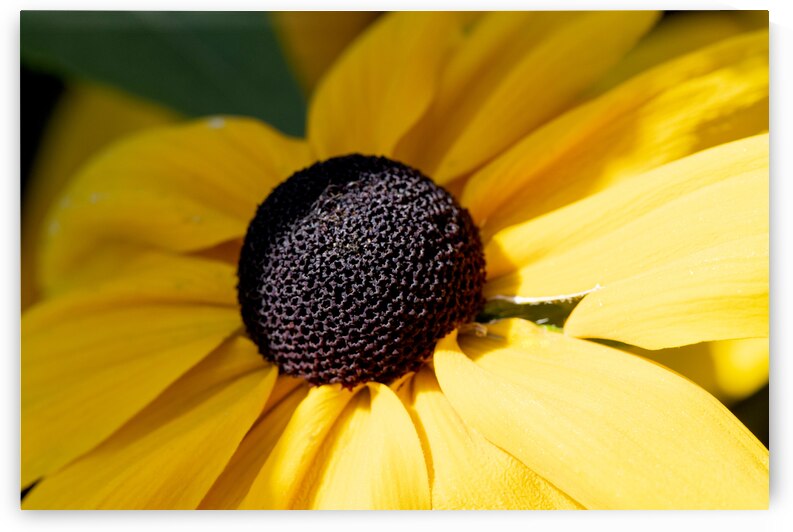 Exploration detaillee : Decouvrez la splendeur dun rudbeckia en gros plan macro by Melissa Lefebvre