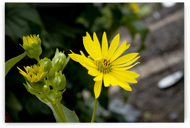Eclat solaire : Le tournesol en macro une explosion de couleurs by Melissa Lefebvre