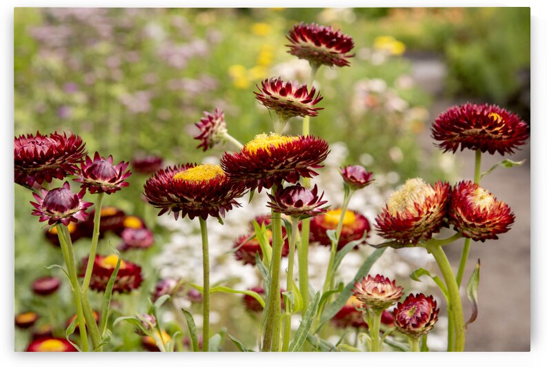 Eclat immortel : Limmortelle rouge entouree de verdure une image captivante by Melissa Lefebvre