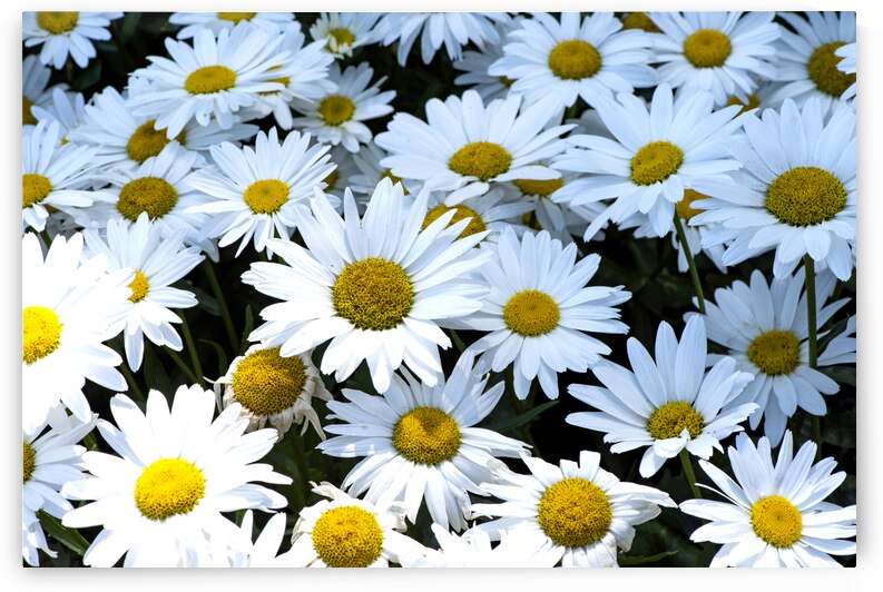 Purete florale : Leclat dun tapis de marguerites blanche by Melissa Lefebvre