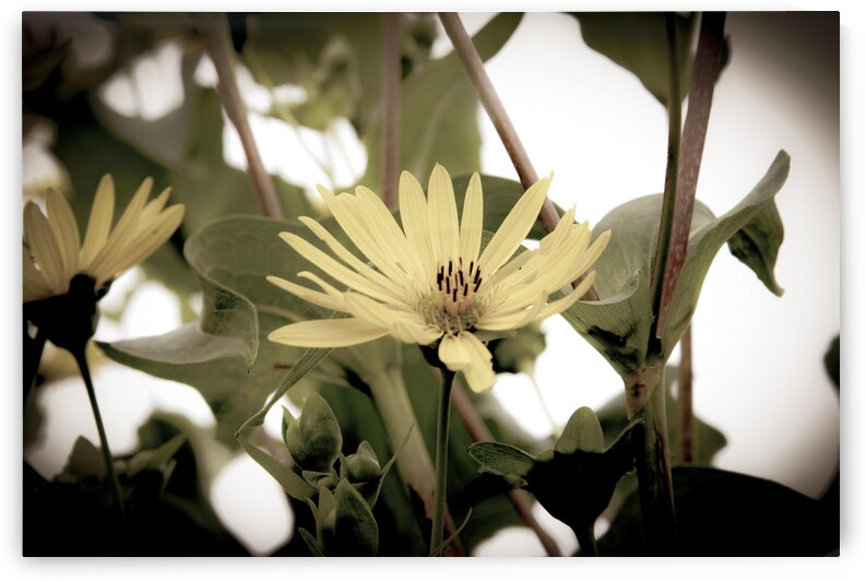 Nature reinventee : Decouvrez le tournesol en macro desature  by Melissa Lefebvre