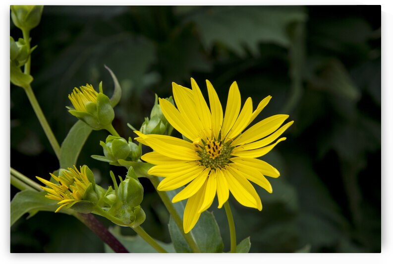 Nature capturee de pres : Lepanouissement dun tournesol en macro by Melissa Lefebvre
