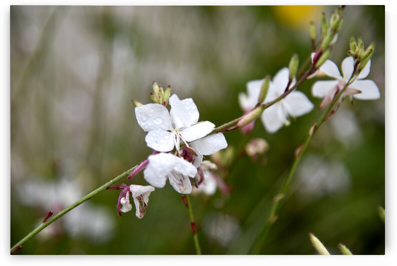 Luminosite florale : Fleur de Gaura en pose macro details captivants et fond bokeh by Melissa Lefebvre