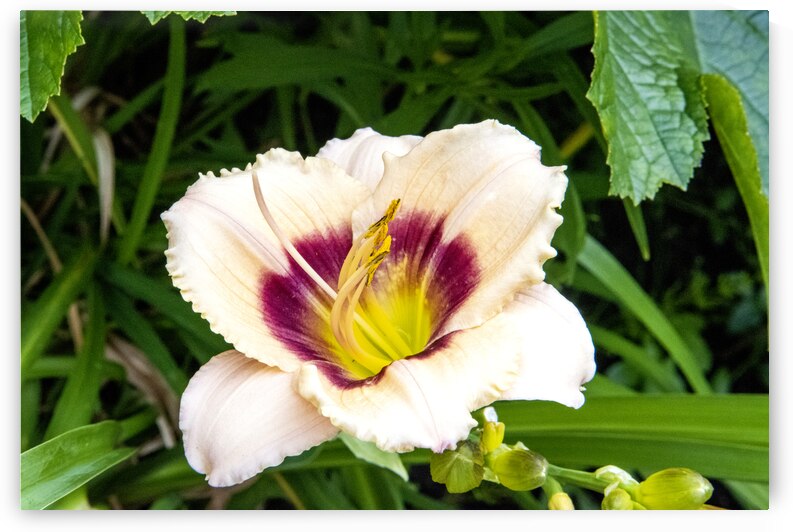 Elegance florale : Lys blanc captivant entoure de feuillus verdoyants by Melissa Lefebvre