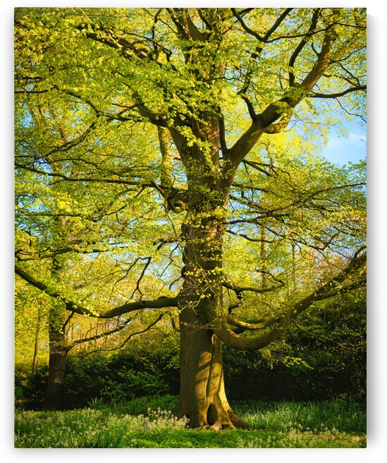 Towards Infinity - CR2305-9192-ORT by JordiCarrio