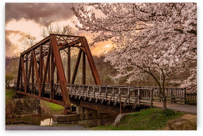 Sunset behind cherry blossoms in Morgantown WV by Steve Heap