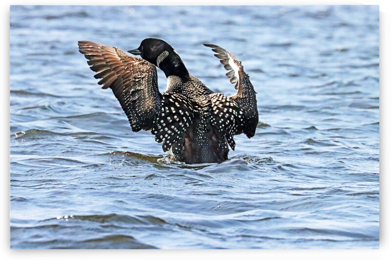 Preening Loon by Deb Oppermann