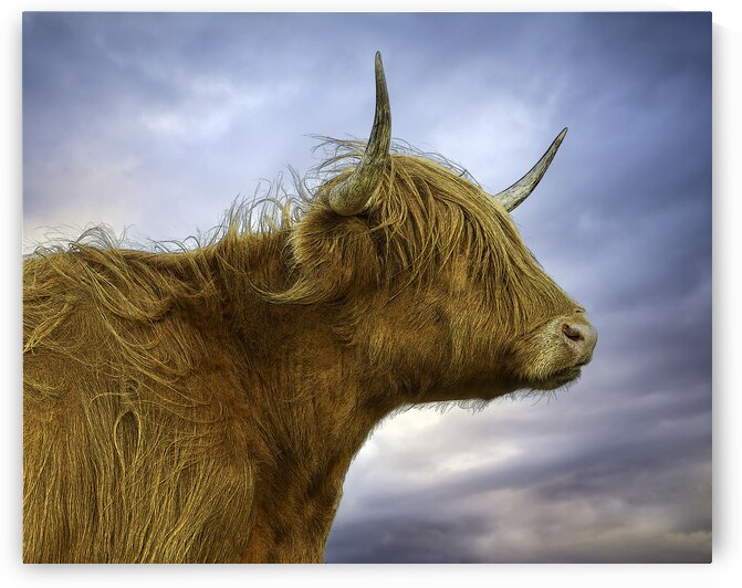 The Highland Cow in profile by Leighton Collins