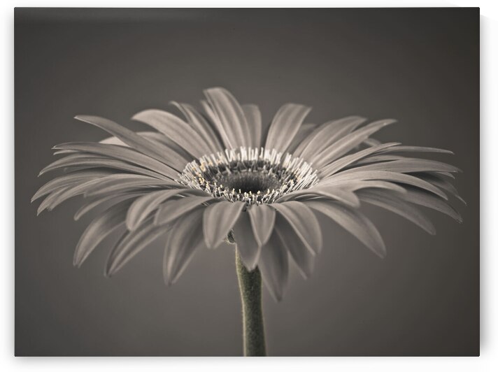 Gerbera flower by Assaf Frank