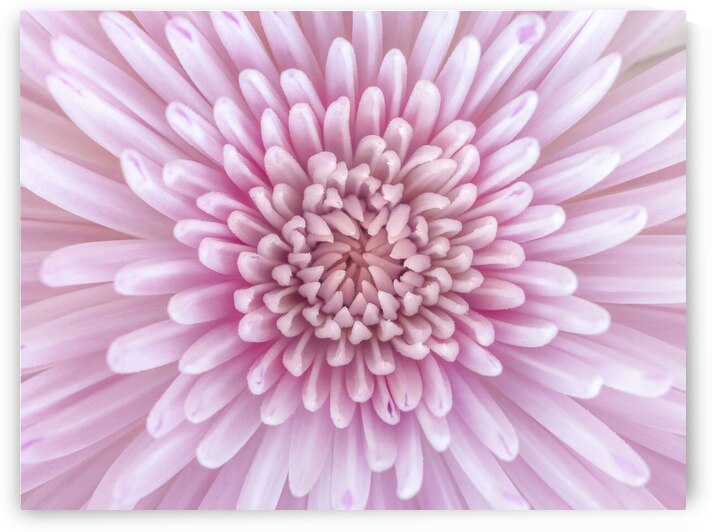 Chrysanthemum Flower by Assaf Frank