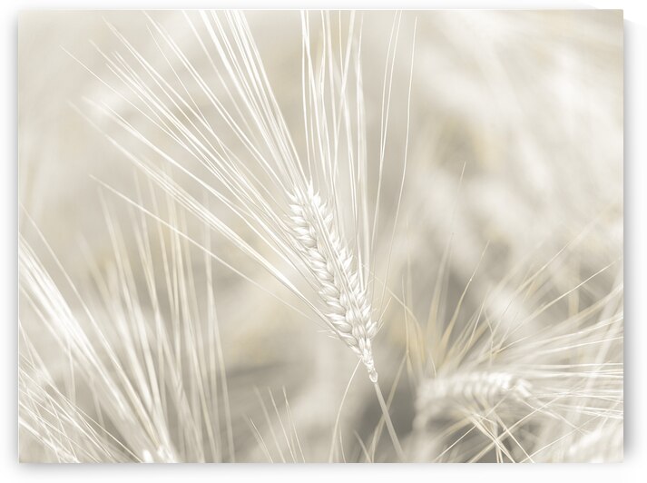 Wheat Wash by Assaf Frank