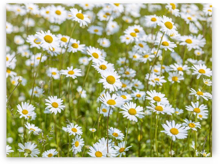 Daisy flowers by Assaf Frank
