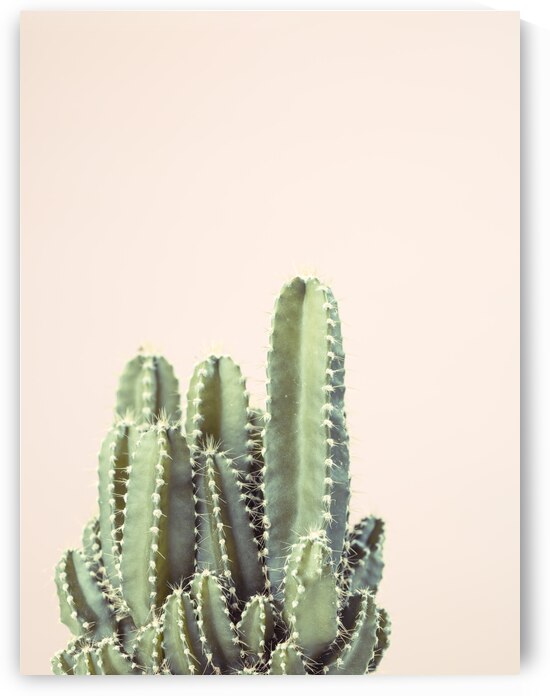 Cacti by Assaf Frank
